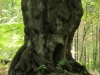 alter Baum